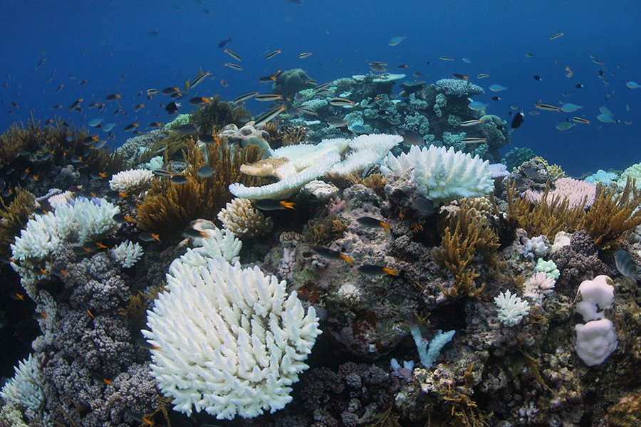 The Symphony of Survival: The Great Barrier Reef's Battle Against ...