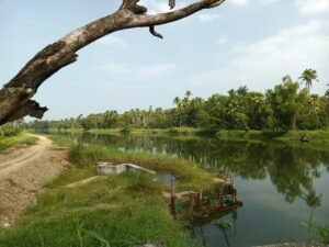 Ayurvedic Herbal Tree Plantation