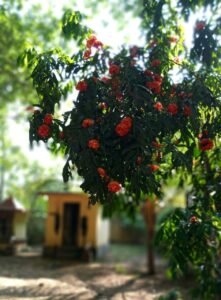 Ayurvedic Herbal Tree Plantation